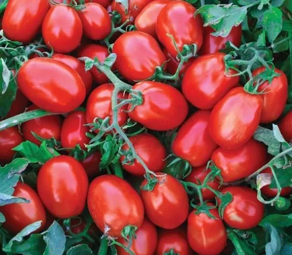 Domates (Salçalık) — ürün görseli