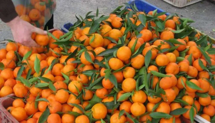 Mandalina — ürün görseli