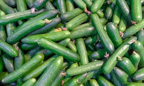 Salatalık — ürün görseli