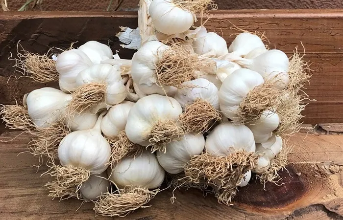 Sarımsak (Kuru) — ürün görseli