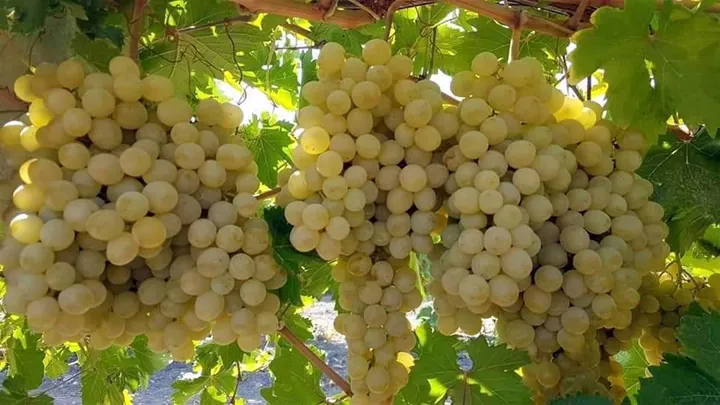 Üzüm (Siyah) — ürün görseli