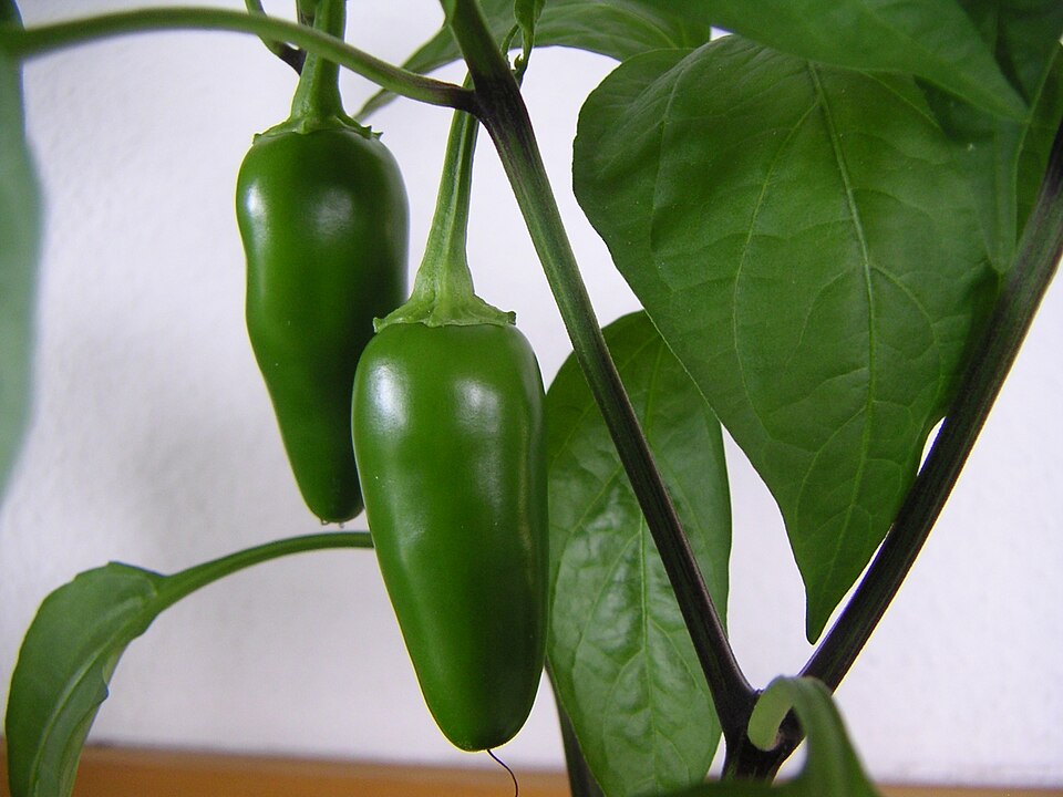 Jalapeno ürün görseli