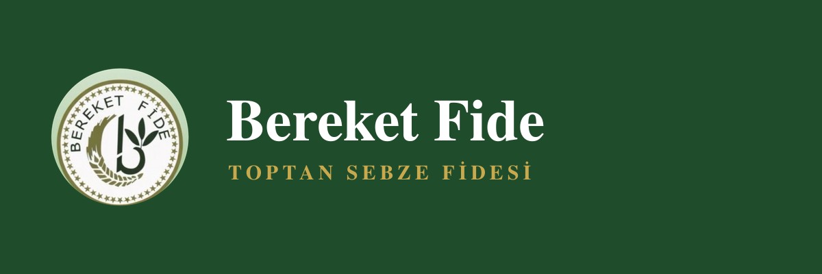 Bereket Fide — toptan sebze fidesi