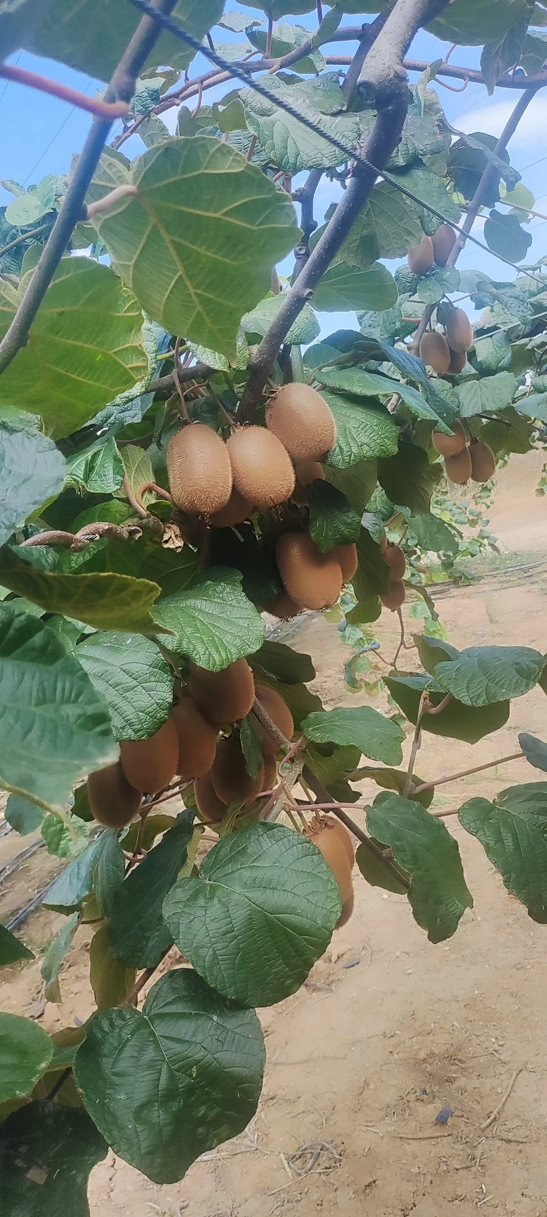 10 tona yakın Jumbo boy — görsel 2