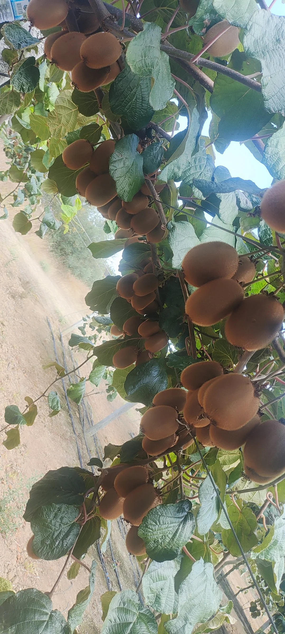 10 tona yakın Jumbo boy