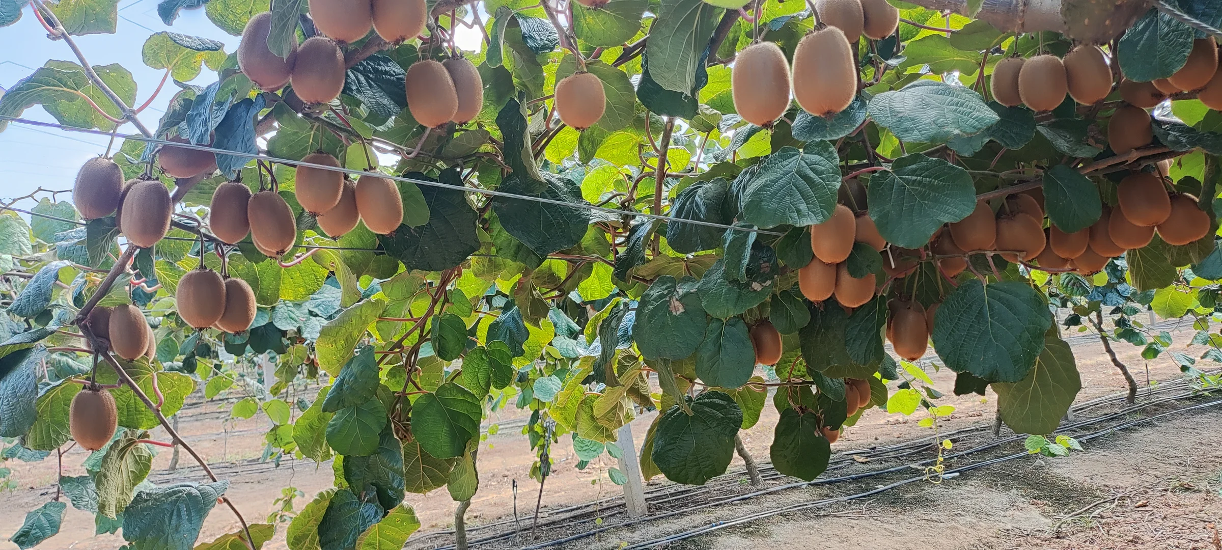 10 tona yakın Jumbo boy — görsel 6