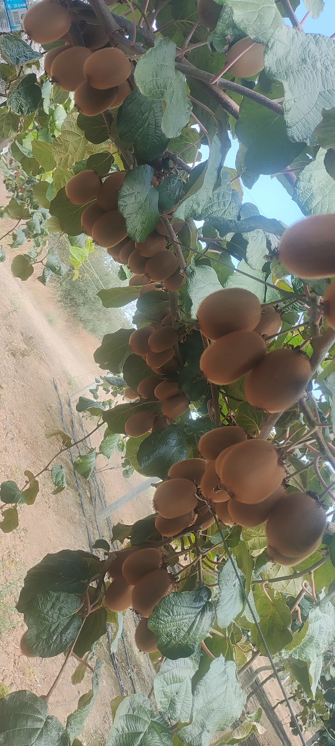 10 tona yakın Jumbo boy — görsel 4